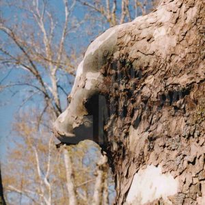 Protuberancias en el tronco de un plátano