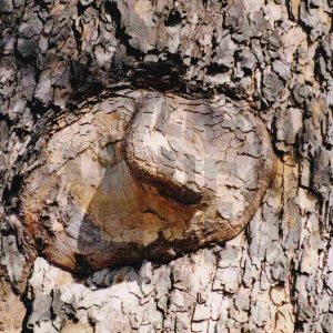 Protuberancia en el tronco de un árbol
