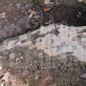 Raíz de un plátano