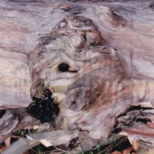 Protuberancia en el tronco de un árbol