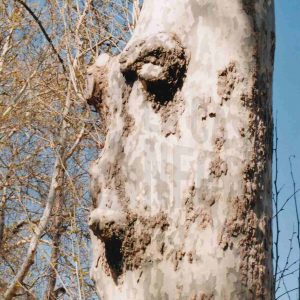 Protuberancias en el tronco de un plátano