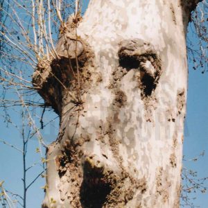 Protuberancias en el tronco de un plátano