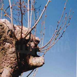 Protuberancias y pequeñas ramas en el tronco de un plátano