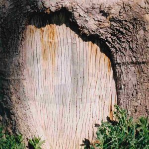 Hierbas y hendidura circular en el tronco de un árbol