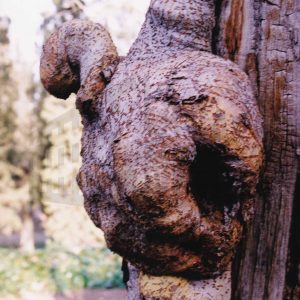 Protuberancias en el tronco de un árbol