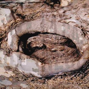 Protuberancia circular en el tronco de un plátano