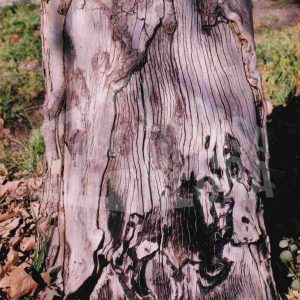 Zona sin corteza en la base de un plátano