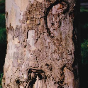 Protuberancias en el tronco de un plátano