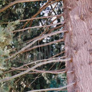 Sección del tronco y ramas de un abeto