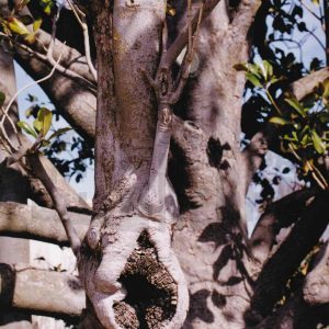 Ramas y tronco de un magnolio con una hendidura