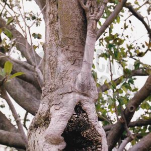 Ramas y tronco de un magnolio con una hendidura