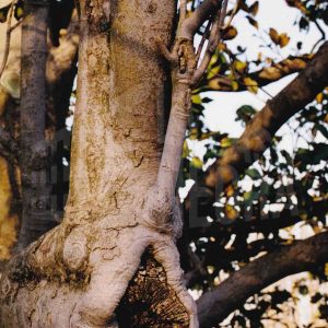 Ramas y tronco de un magnolio con una hendidura