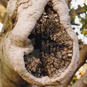 Hendidura en un magnolio por rotura de una rama