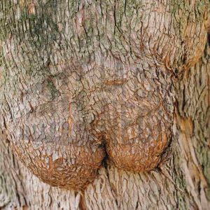 Protuberancias en el tronco de un árbol