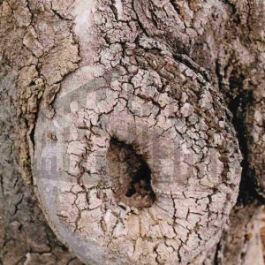 Protuberancia y hendidura en el tronco de un árbol