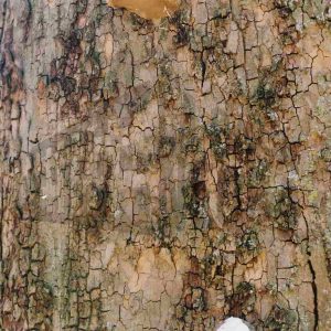 Hongos en el tronco de un árbol