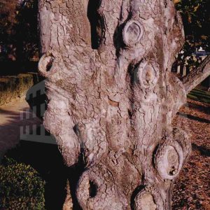 Tronco de un árbol con cicatrices por la pérdida de ramas