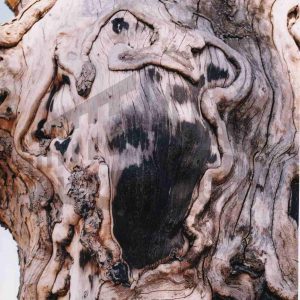 Tronco de un árbol con zonas sin corteza