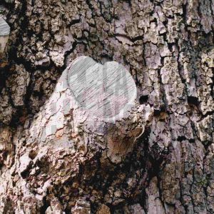 Tronco de un árbol con la cicatriz en forma de corazón