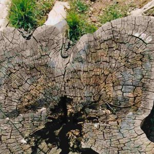 Tocón de un árbol hueco