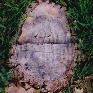 Tocón de un árbol