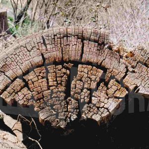 Trozo de un tronco seco