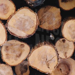 Troncos cortados y apilados