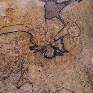 Líneas negras formando figuras en la sección del tronco de un árbol