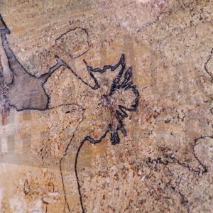 Líneas negras formando figuras en la sección del tronco de un árbol