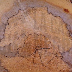 Líneas negras en la sección del tronco de un árbol