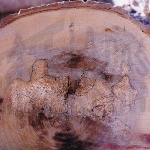 Sección del tronco de un árbol