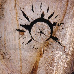 Huecos en forma radial en la sección del tronco de un árbol