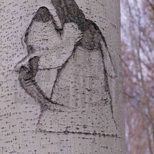 Grietas y zonas sin corteza en el tronco de un chopo