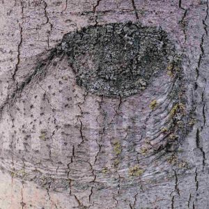 Grietas y cicatriz por una rama cortada en el tronco de un chopo