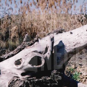 Grietas y cicatriz por una rama cortada en el tronco de un chopo