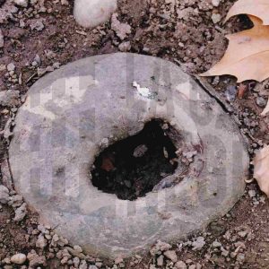 Raíz de un plátano con forma de anillo