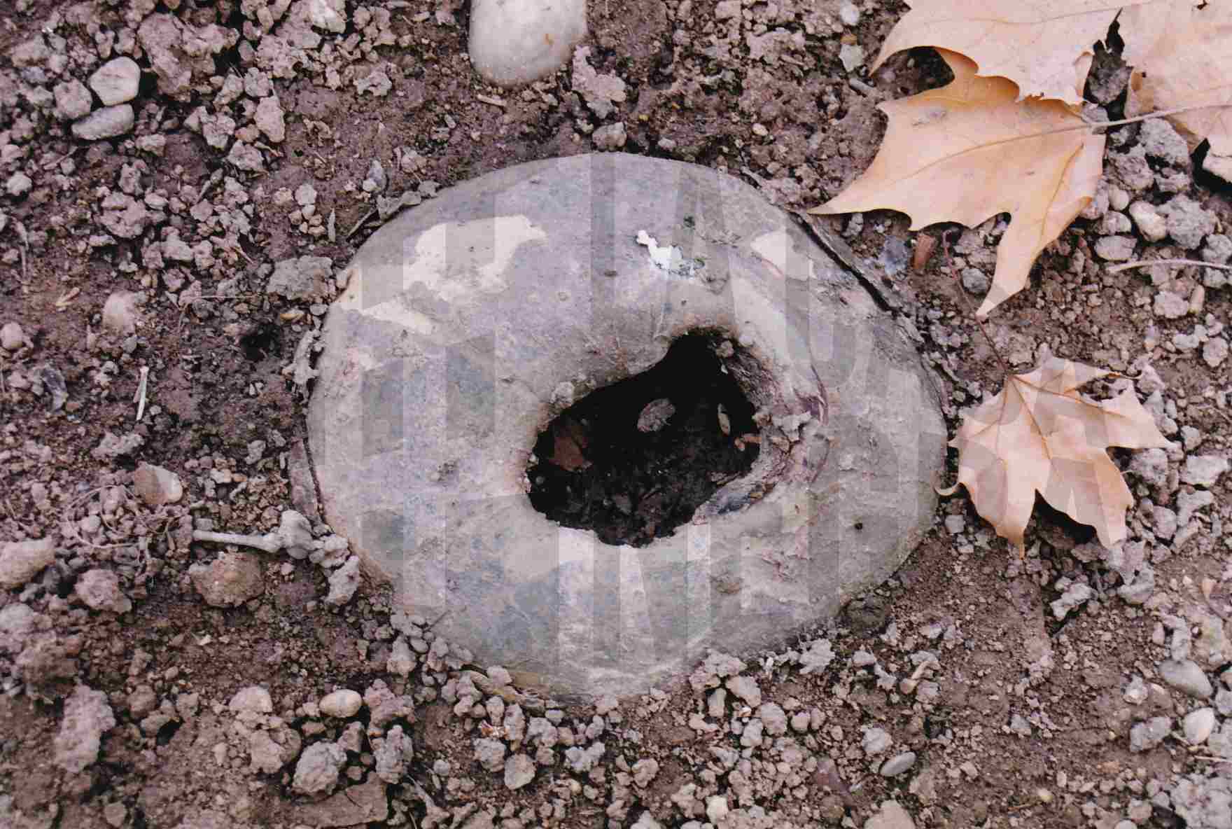 Raíz de un plátano con forma de anillo