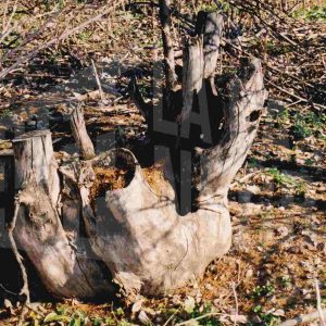 Troncos secos y con agujeros