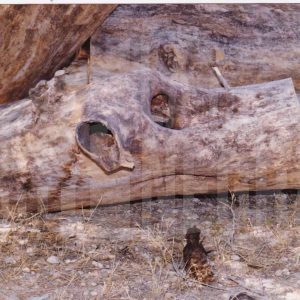 Troncos secos y con agujeros, cortados y amontonados