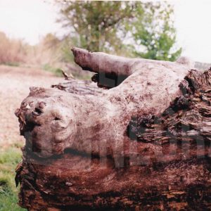 Parte del tronco de un árbol tirado en el campo