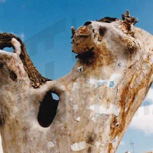 Tronco seco y con agujeros con restos de papel pegados