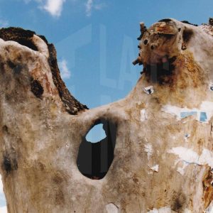 Tronco seco y con agujeros con restos de papel pegados