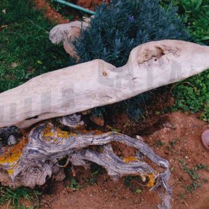 Una rama seca y sin corteza sobre una raíz leñosa