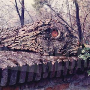 Trozo de un tronco que semeja la cabeza de un animal sobre un muro de ladrillo en el Jardín del Príncipe de Aranjuez
