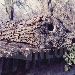 Trozo de un tronco que semeja la cabeza de un animal sobre un muro de ladrillo en el Jardín del Príncipe de Aranjuez