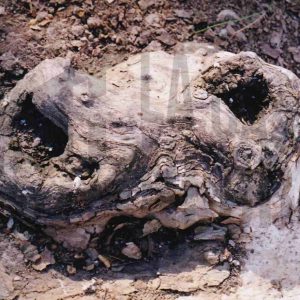 Raíz de un plátano con agujeros