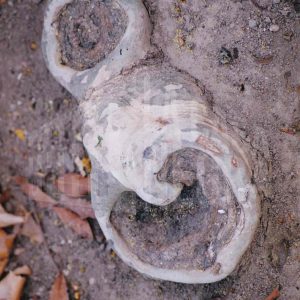 Raíz de un plátano con agujeros y forma de caracola
