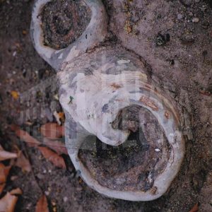 Raíz de un plátano con agujeros y forma de caracola