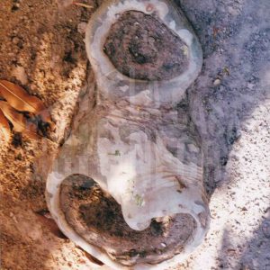 Raíz de un plátano con agujeros y forma de caracola