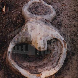 Raíz de un plátano con agujeros y forma de caracola